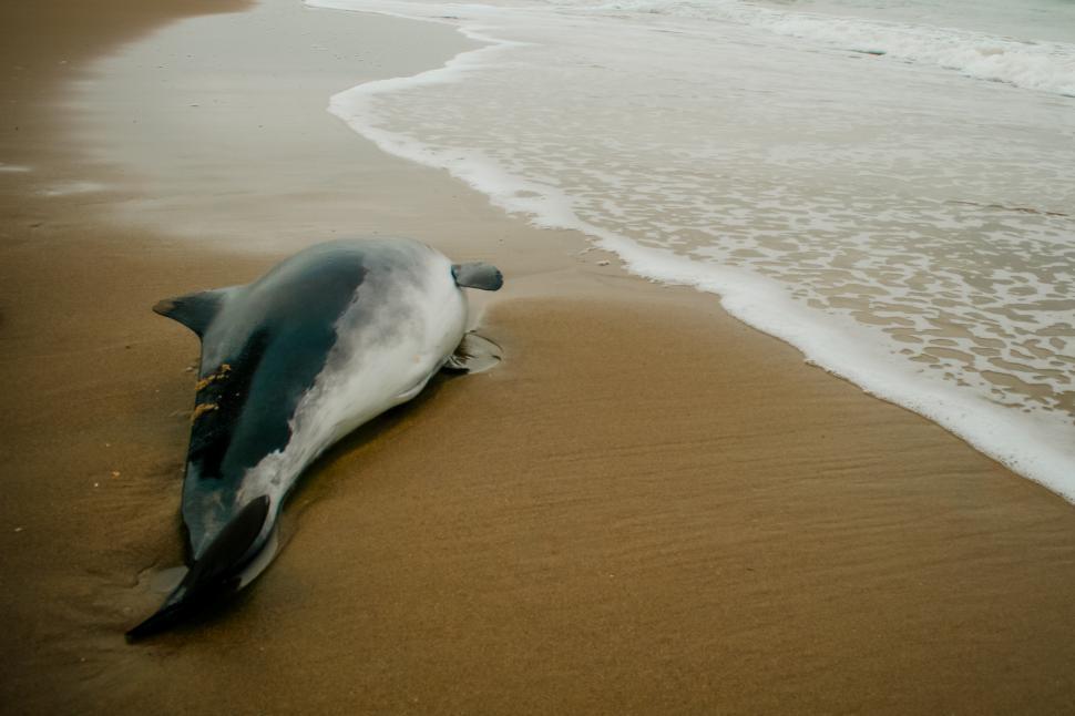 Free Image of Small Beached whale dolphin  