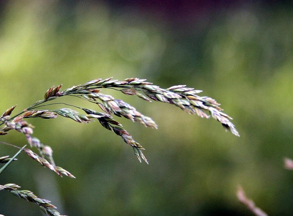Free Image of Grass 