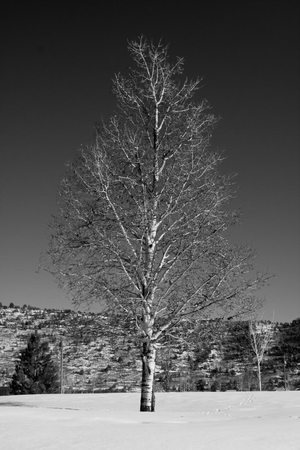Free Image of Winter Tree 