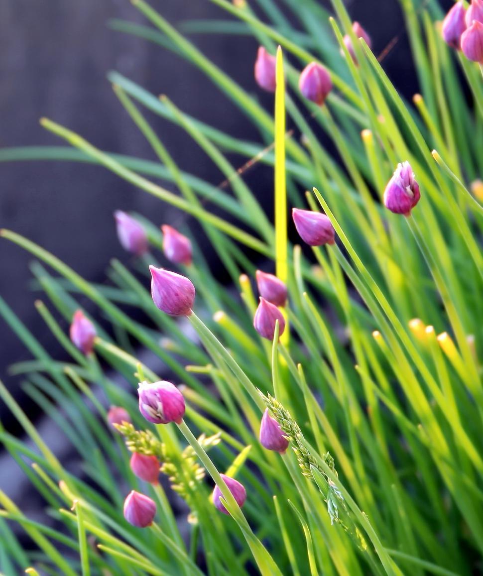 Free Image of Chives buds 