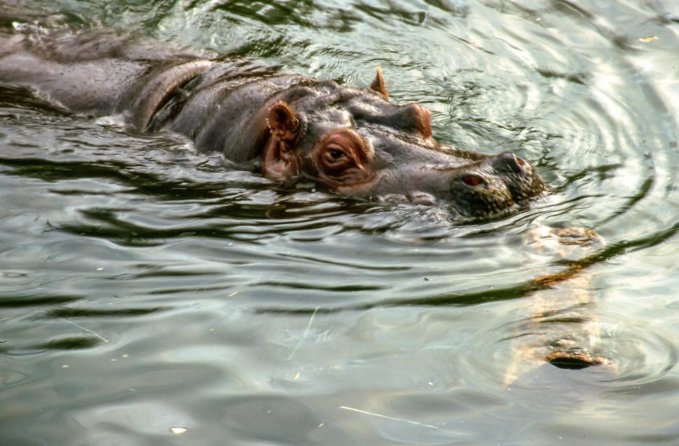 Free Image of Hippopotamus glares through the water 