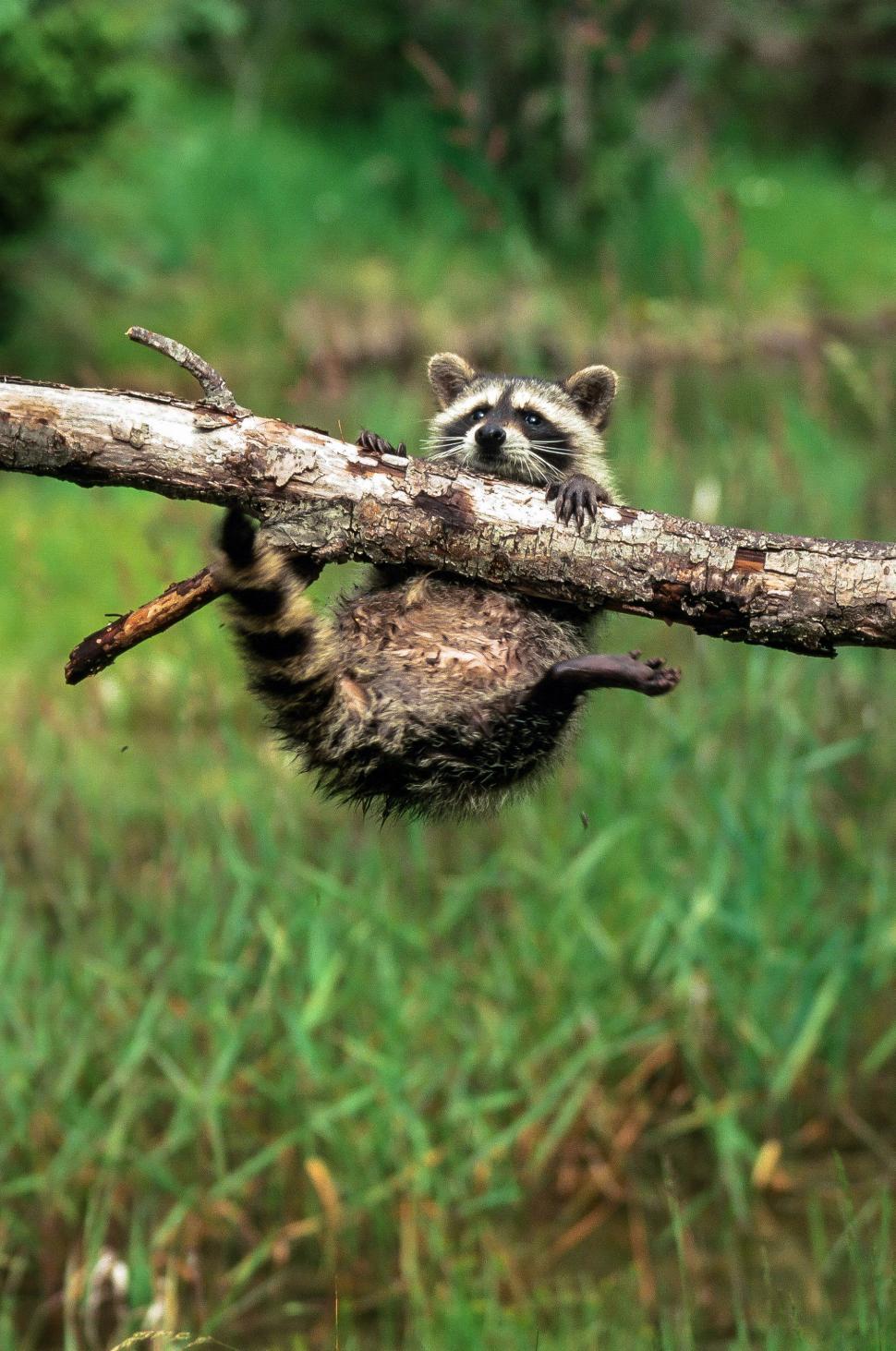 Free Image of Baby Raccoon 