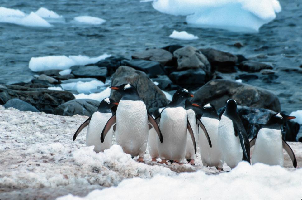 Free Image of Gentoo Penguins 