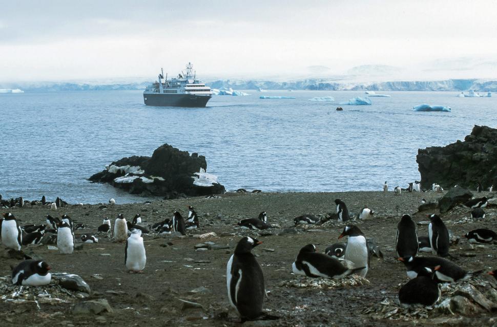 Free Image of Gentoo Penguins and ship 