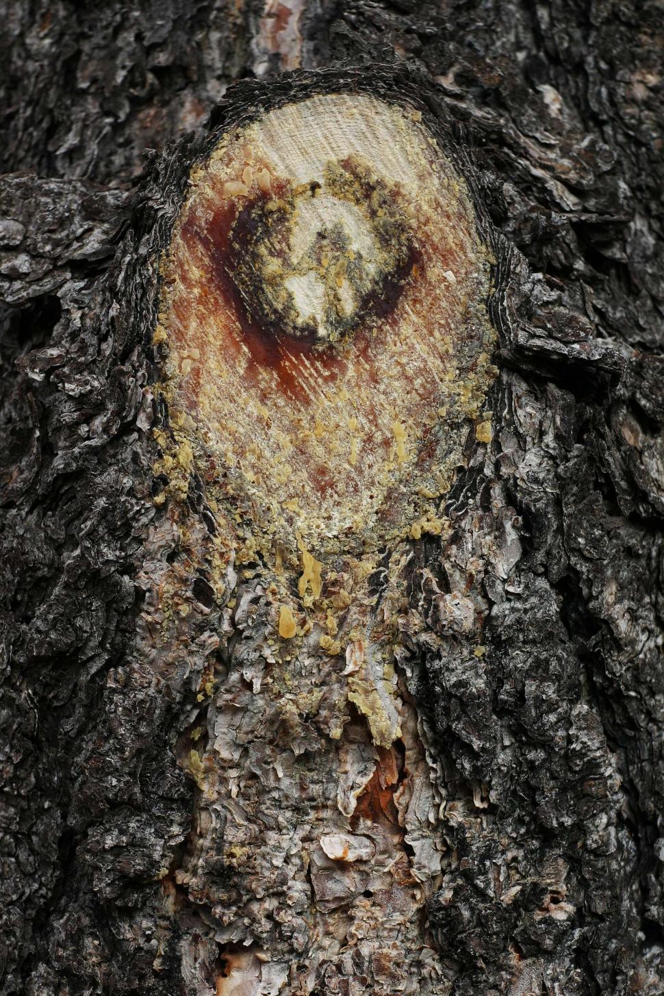 Free Image of Cut tree sap 