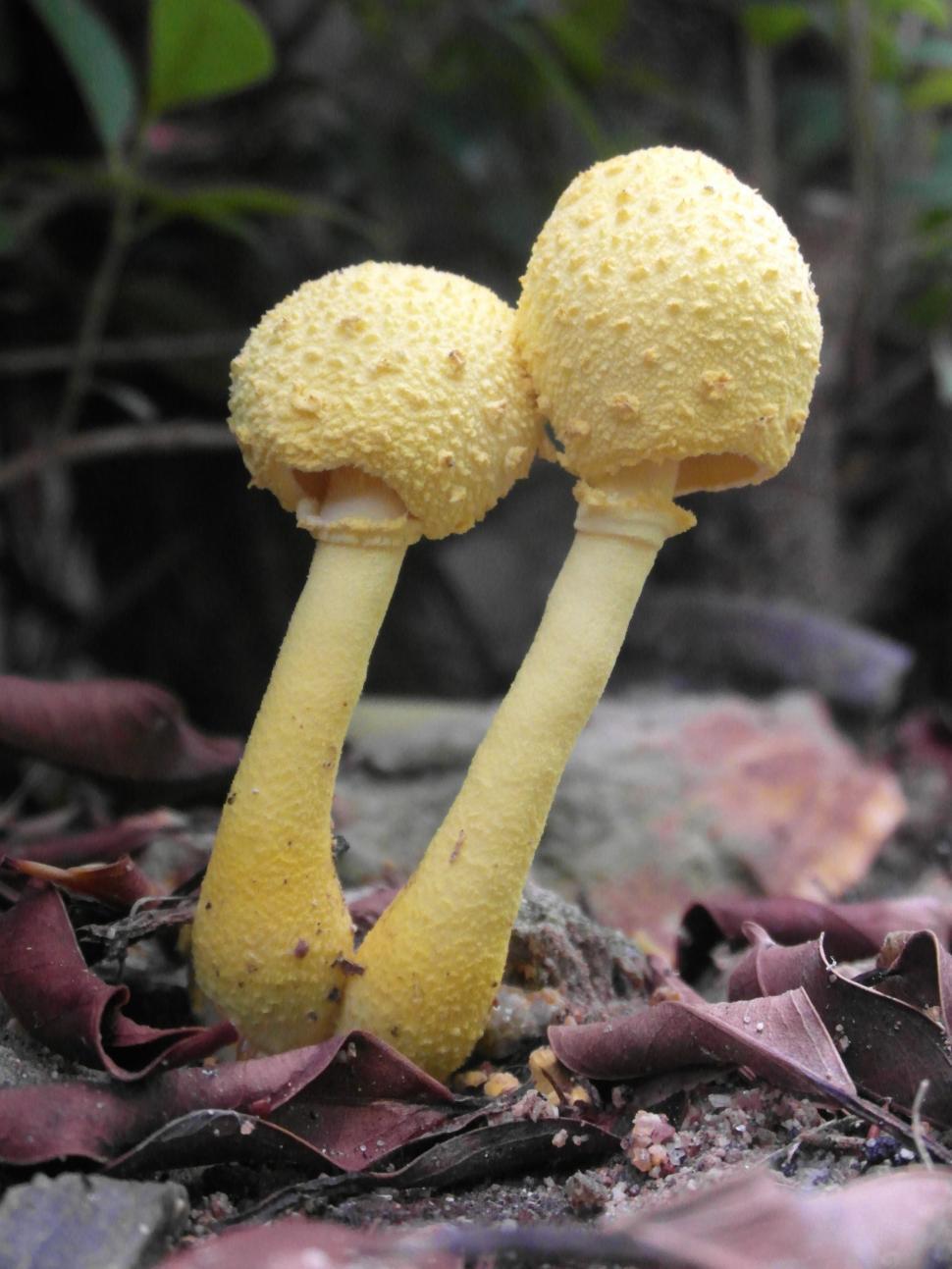 Free Image of Yellow Forest Mushrooms  