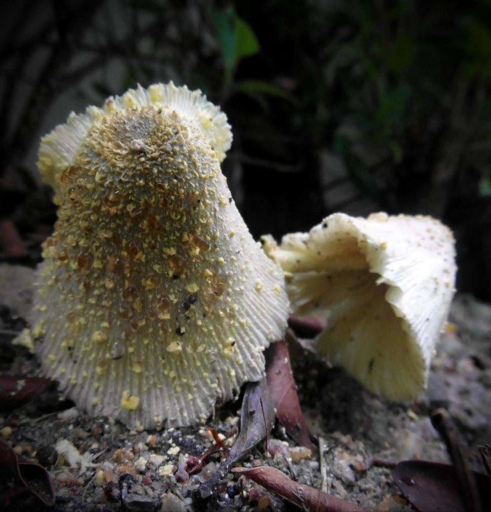 Free Image of Yellow Forest Mushrooms  