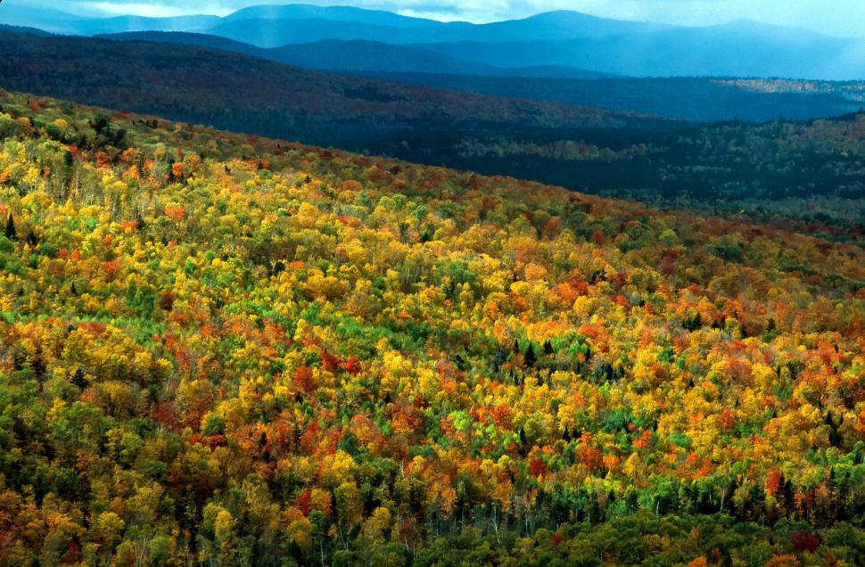 Free Image of Hillside of autumn trees 