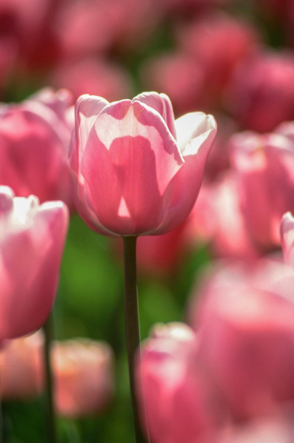 Free Image of Pink tulips 