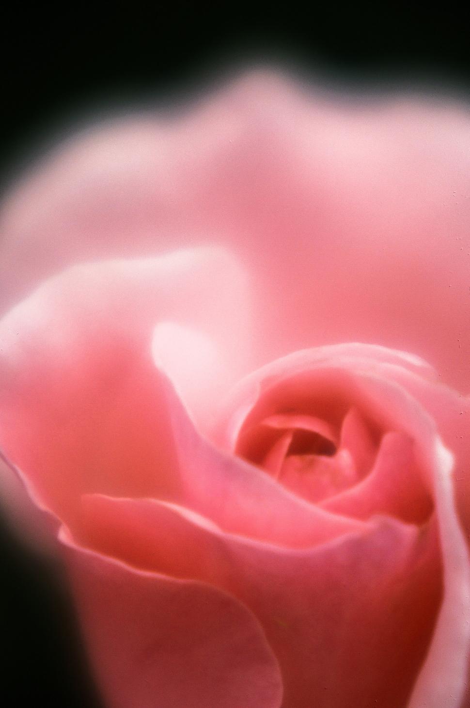Free Image of Pink rose 
