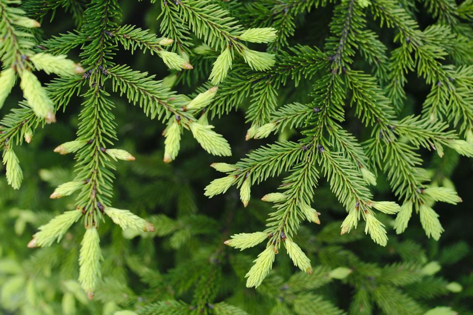 Free Image of Spruce tips 