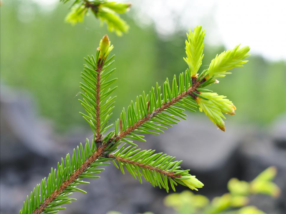 Free Image of Spruce tips 