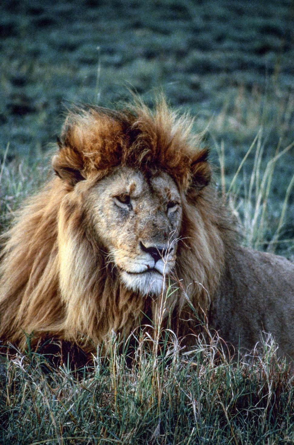 Free Image of Lion 
