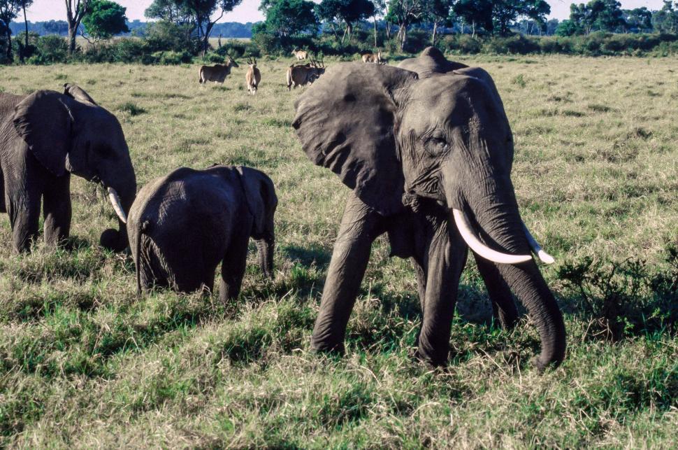 Free Image of Elephants in Maasai Mara National Reserve, Kenya 
