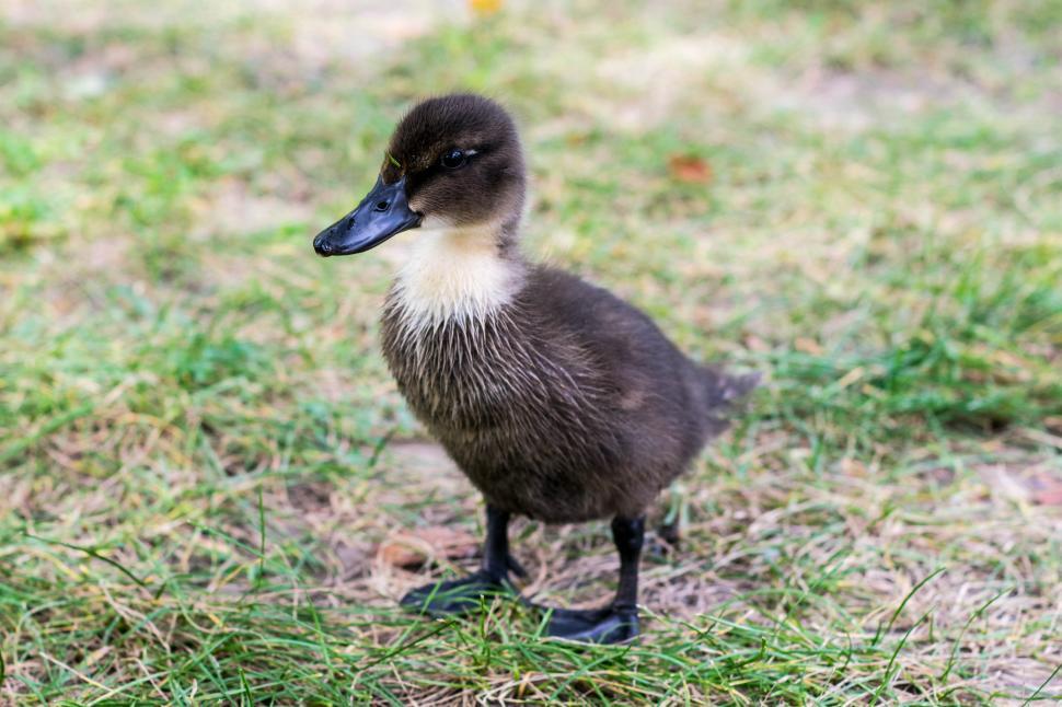 Free Image of Baby duck  
