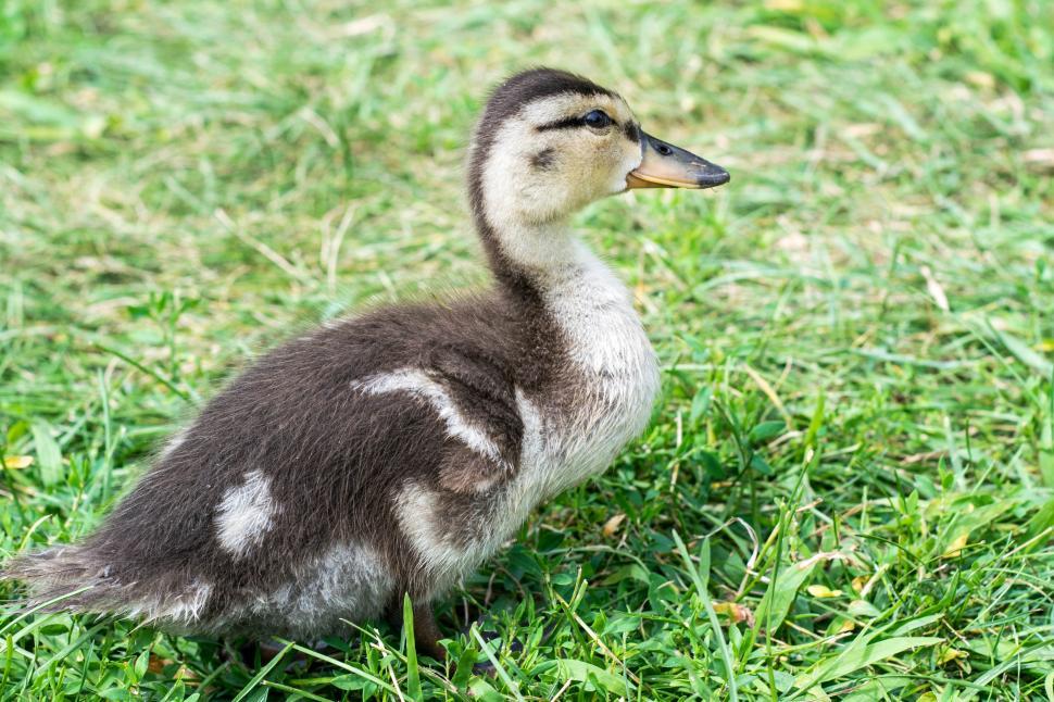 Download Free Stock Photo of Baby duck  