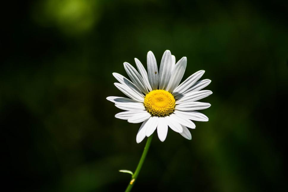 Free Image of Shasta Daisy white flower yellow  