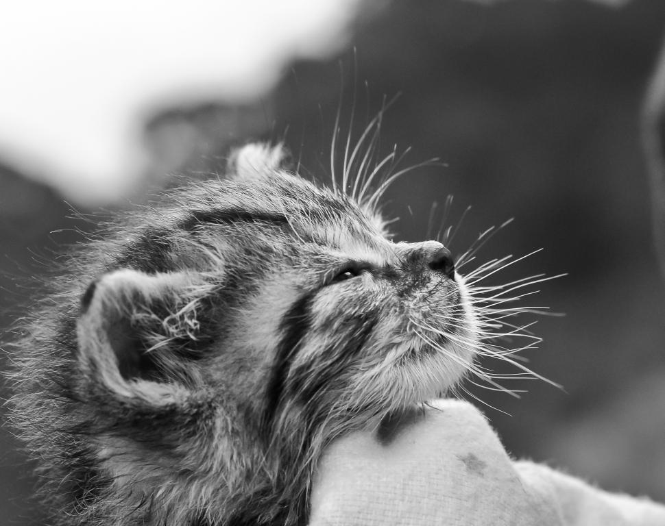 Free Image of Cat in black and white 