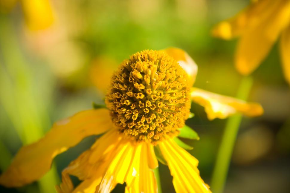 Download Free Stock Photo of Backyard Yellow Flower 