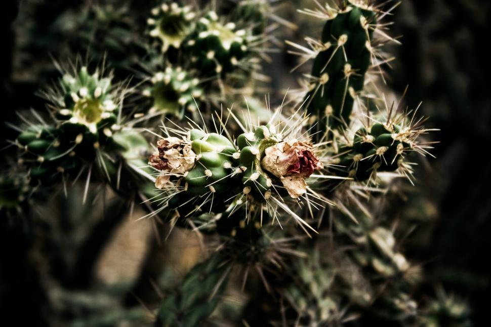 Download Free Stock Photo of Desert Cactus 