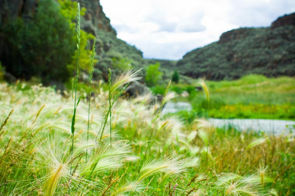 Download Free Stock Photo of Waving Grass by the River 