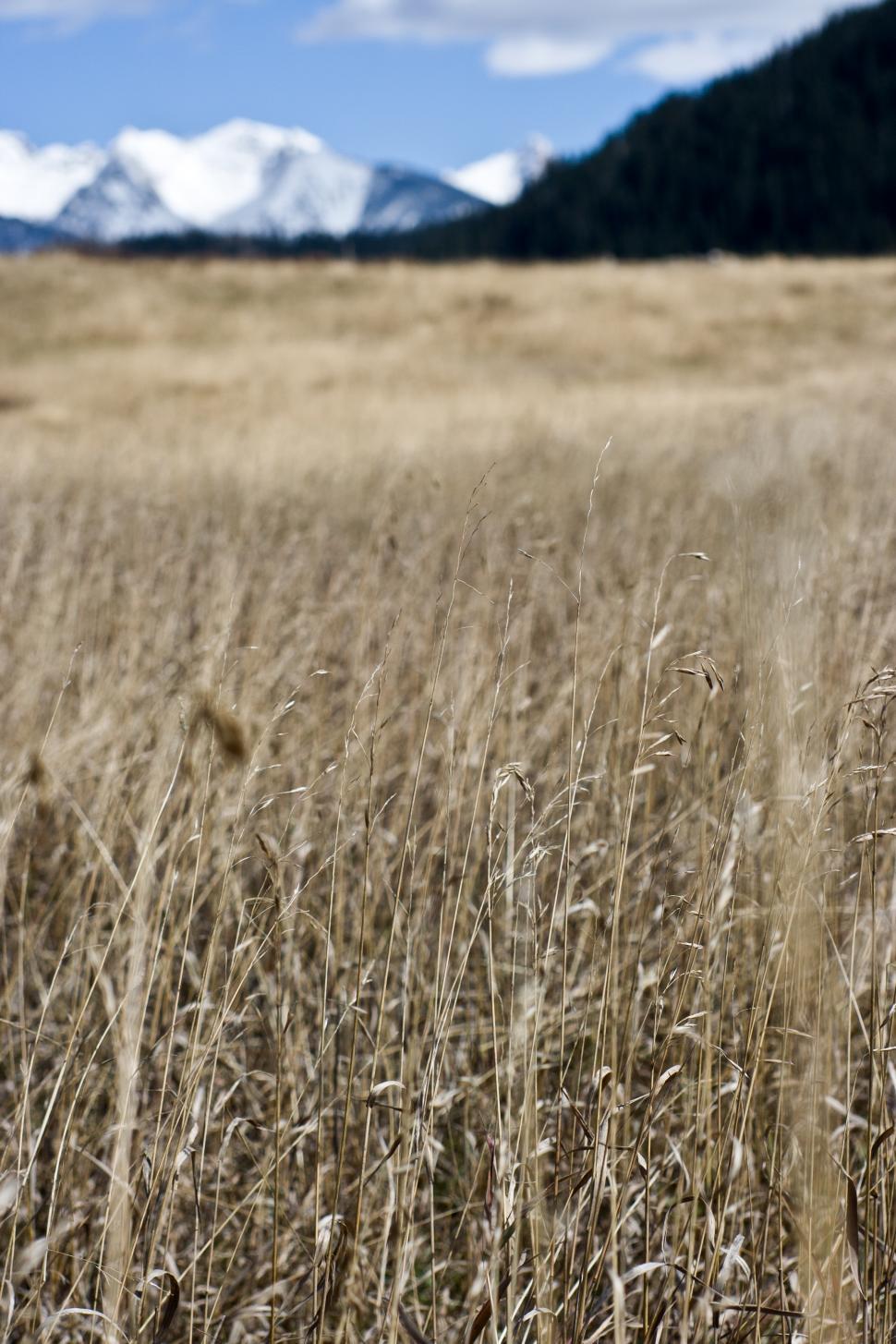 Download Free Stock Photo of Field of Tall Grass in Mountain Valley 