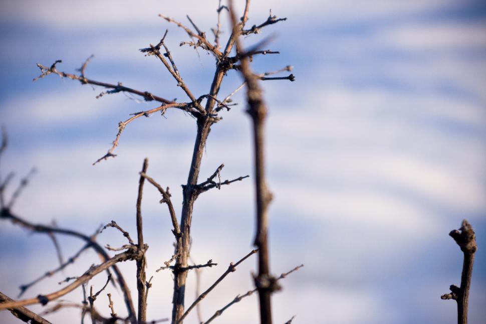 Free Image of Tree Branches Against Blue Sky 