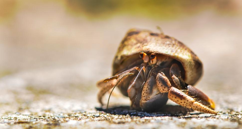 Free Image of Crab on the move 