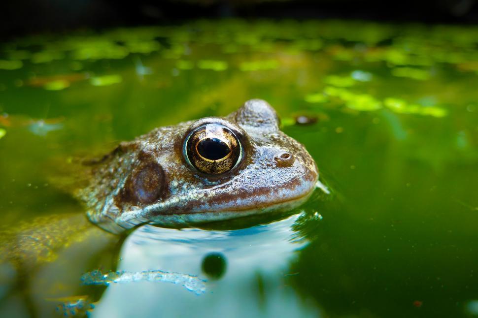 Free Image of Bullfrog in the pond 