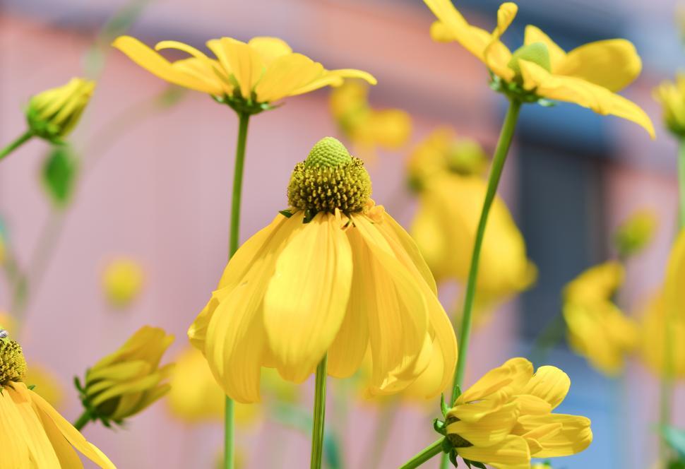 Free Image of Yellow flowers 