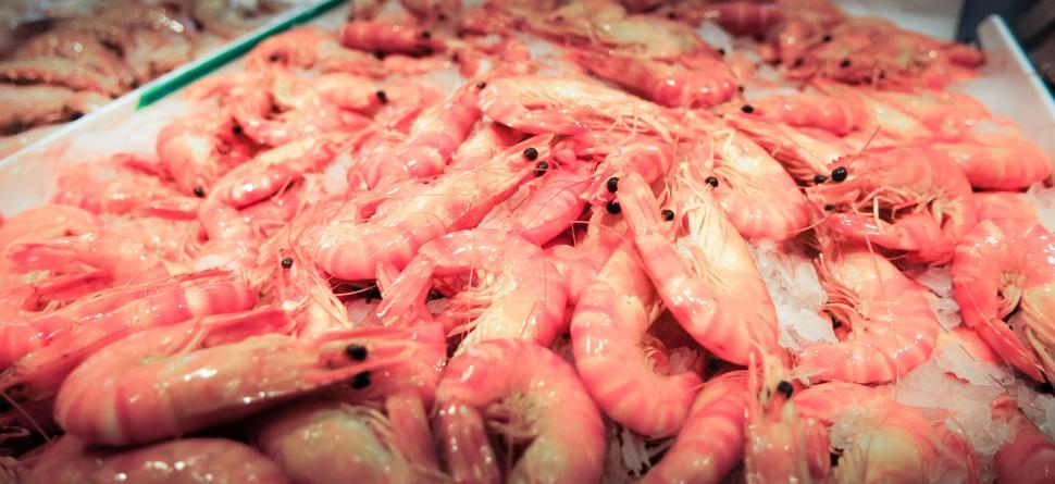 Free Image of Tray of shrimp 