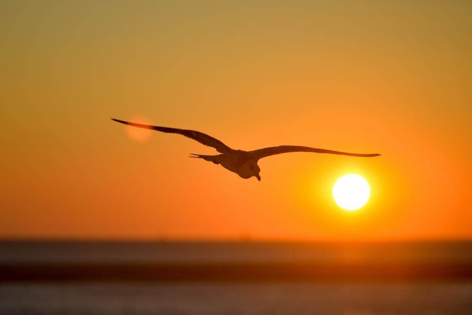 Free Image of Seagull at sunset 