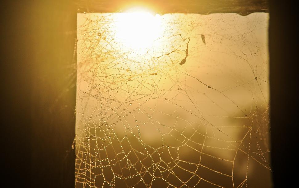 Free Image of Wet spider web in window 