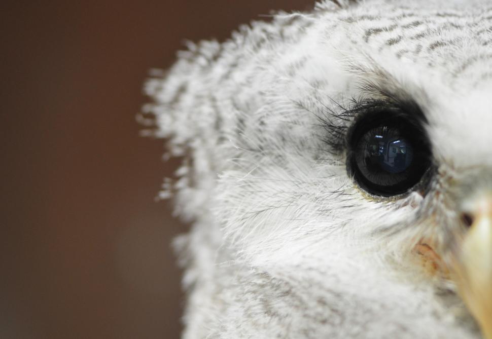 Free Image of White Owl 