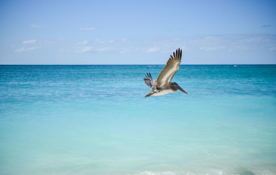 Free Image of A bird flying over the sea 
