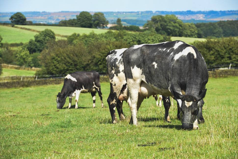 Free Image of Cows grazing 