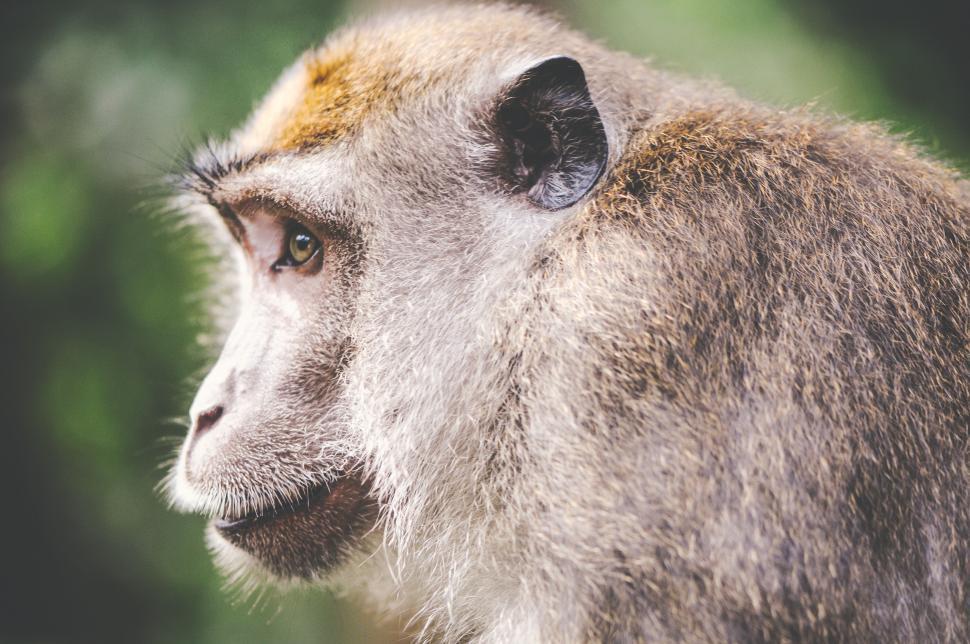 Free Image of Monkey in the forest 