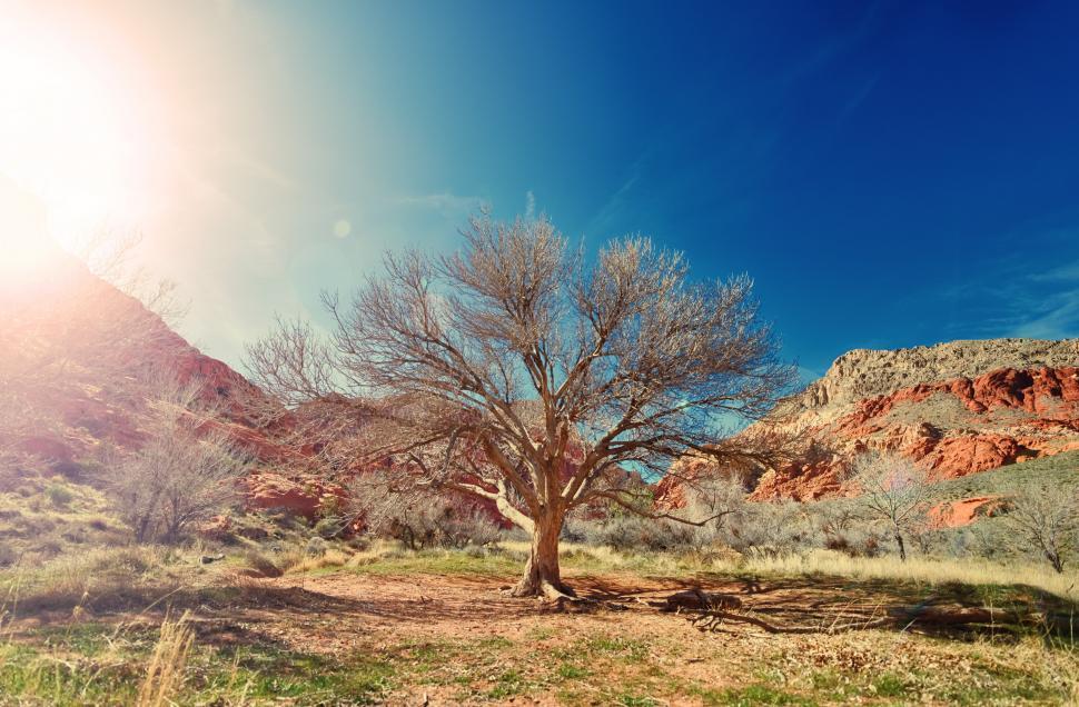 Free Image of Desert tree 