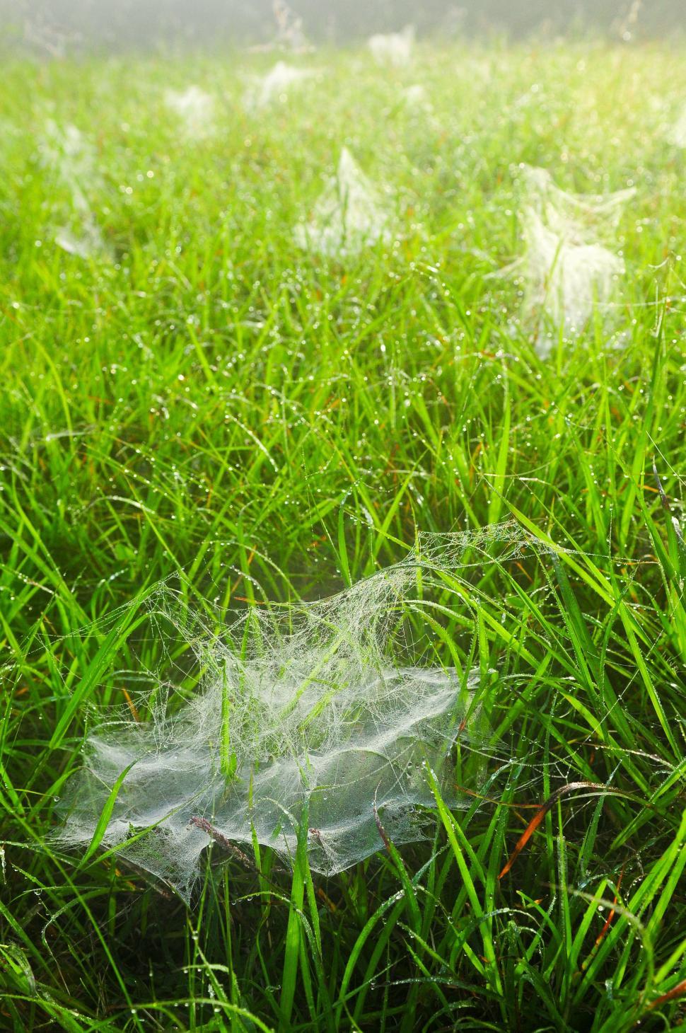 Free Image of Spider webs 