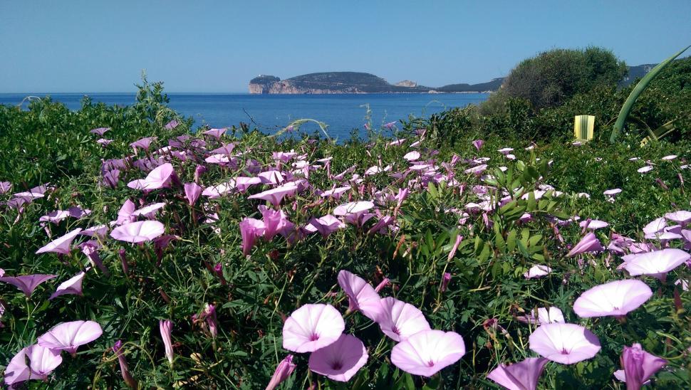 Free Image of Flowers at the seaside  