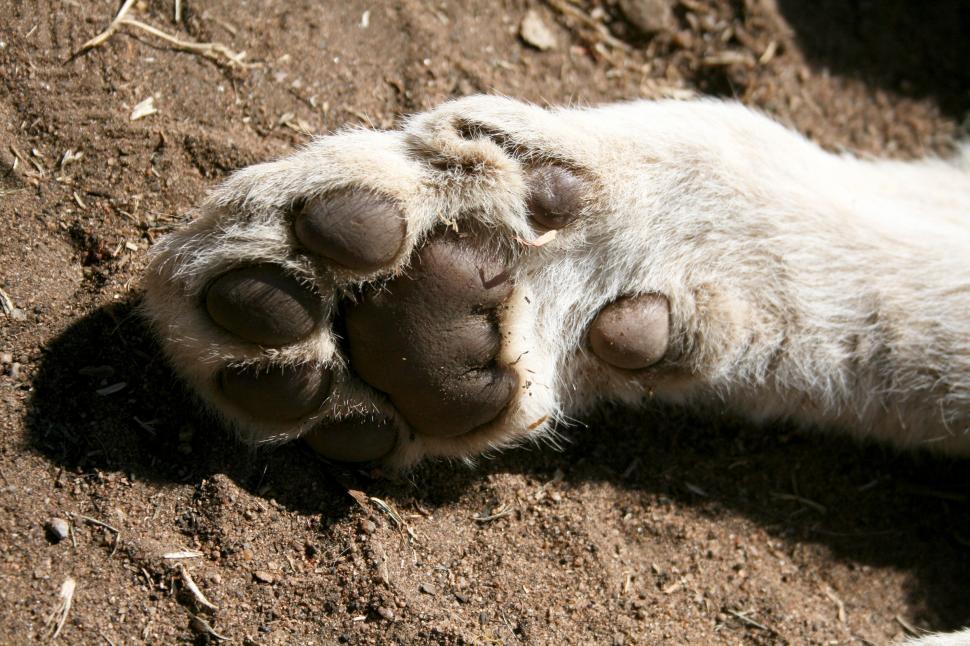 Free Image of The Paw 