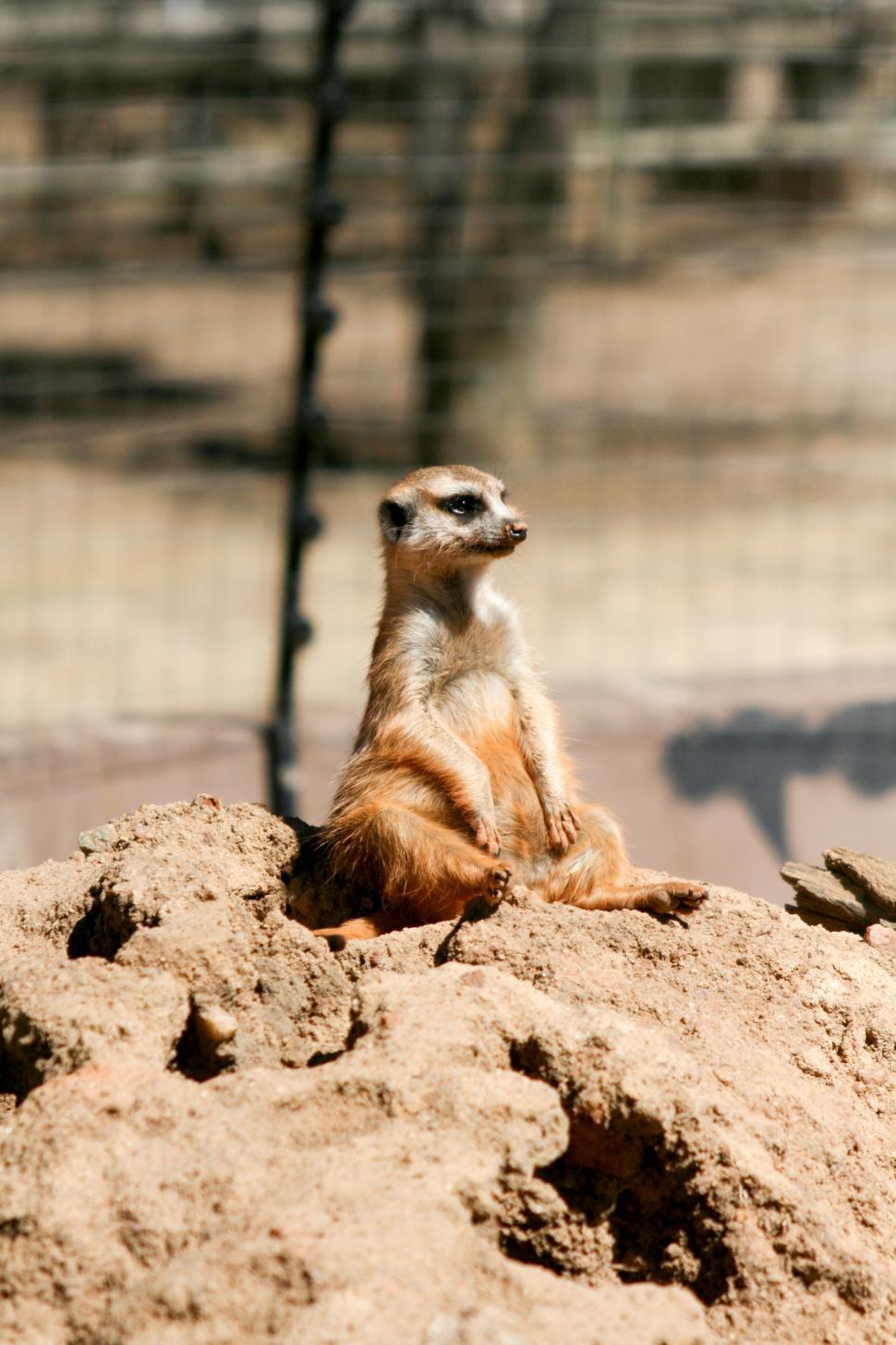 Free Image of Small Meerkat Sitting on Top of a Rock 