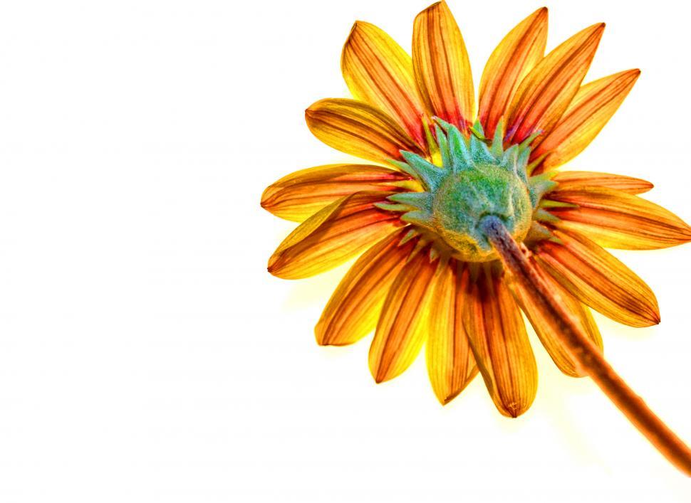 Free Image of Gerber flower and stalk  