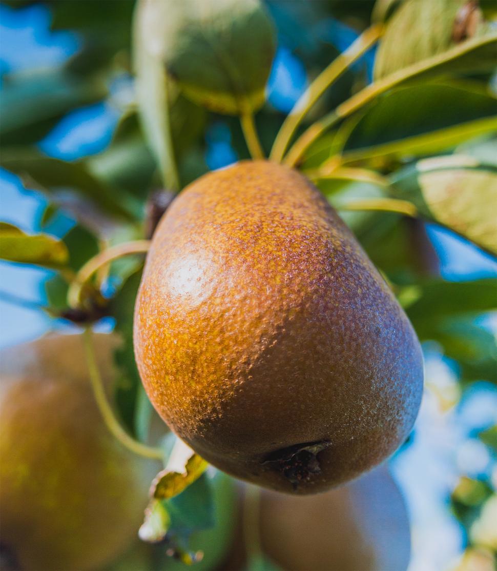 Free Image of Pear on the tree  