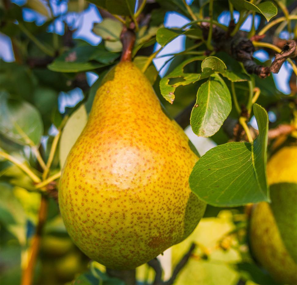 Free Image of Pear on the tree  