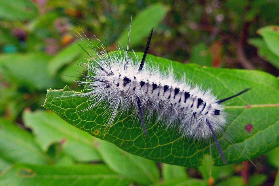 Free Image of Catapillar Chewing On A Leaf 
