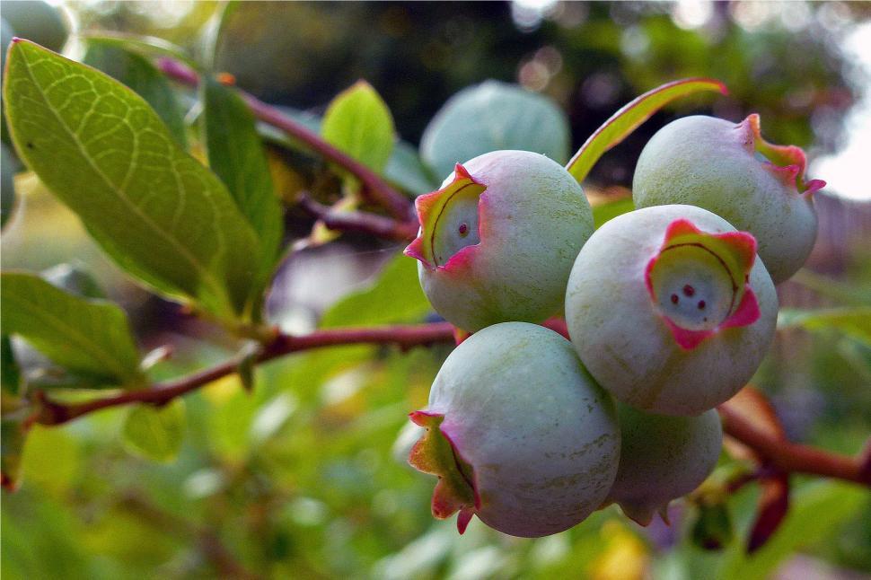 Free Image of Blueberries Not Yet Ripen 