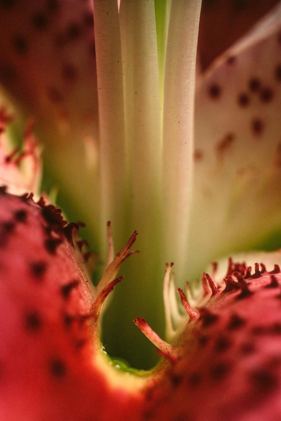 Free Image of Day-lily Stamen 