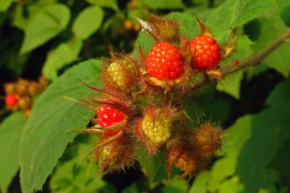 Free Image of Wild Raspberries 