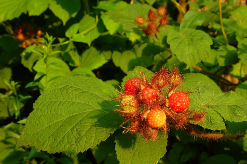 Free Image of Wild Raspberry Bush 